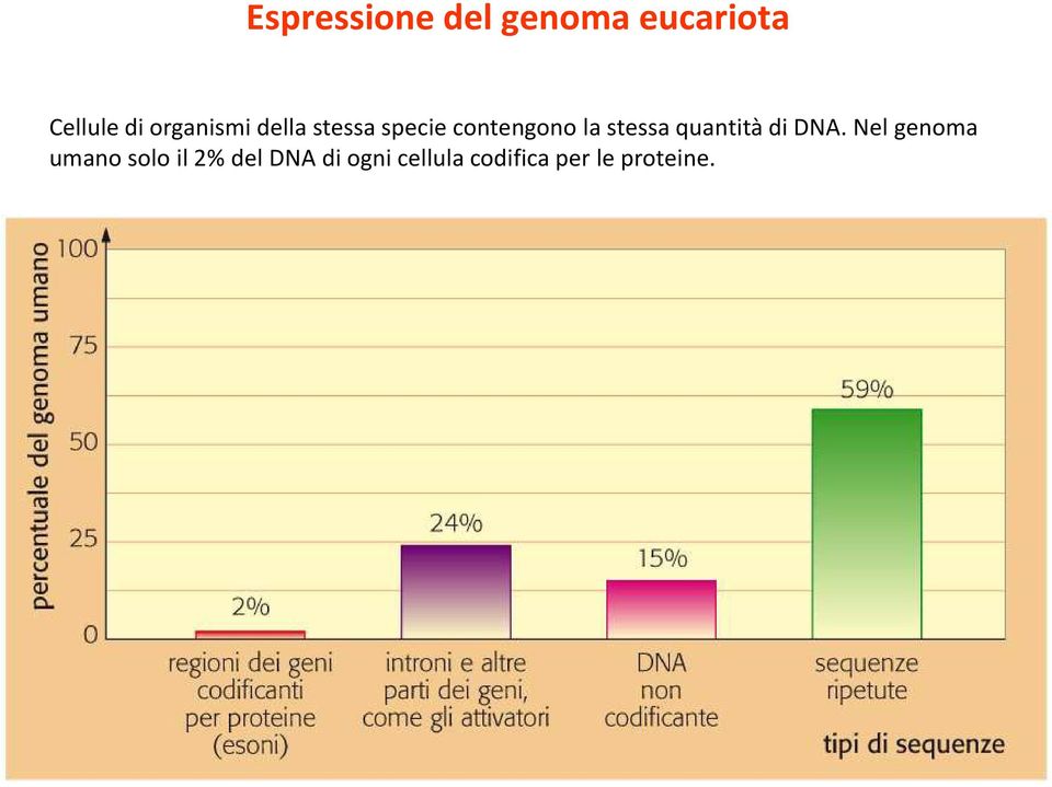 stessa quantità di DNA.