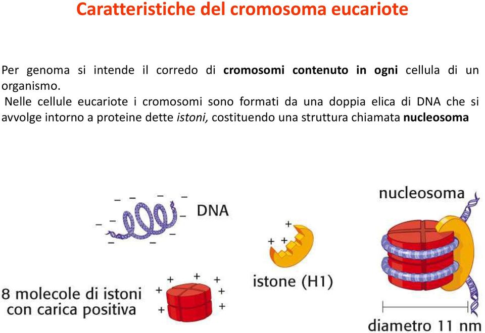 Nelle cellule eucariote i cromosomi sono formati da una doppia elica di