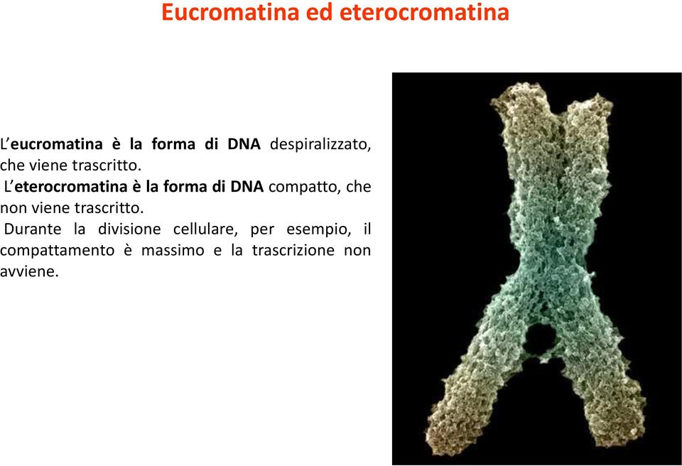 L eterocromatina è la forma di DNA compatto, che non viene