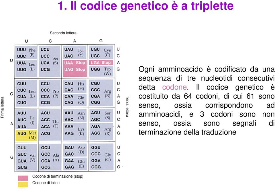 Il codice genetico è costituito da 64 codoni, di cui 61 sono senso, ossia