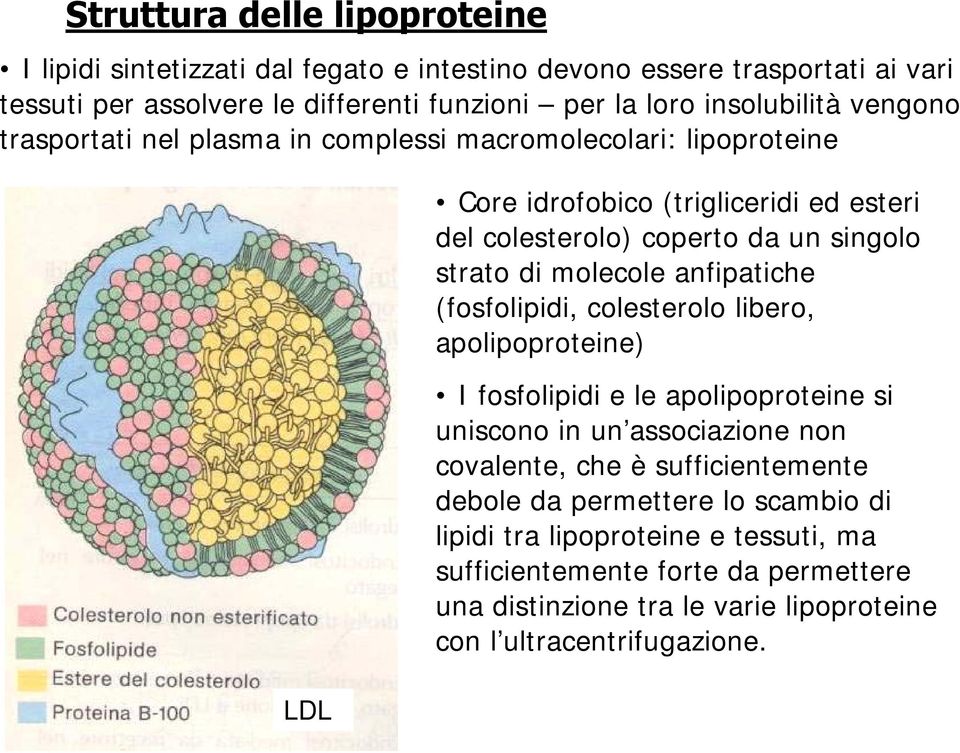 strato di molecole anfipatiche (fosfolipidi, colesterolo libero, apolipoproteine) I fosfolipidi e le apolipoproteine si uniscono in un associazione non covalente, che è