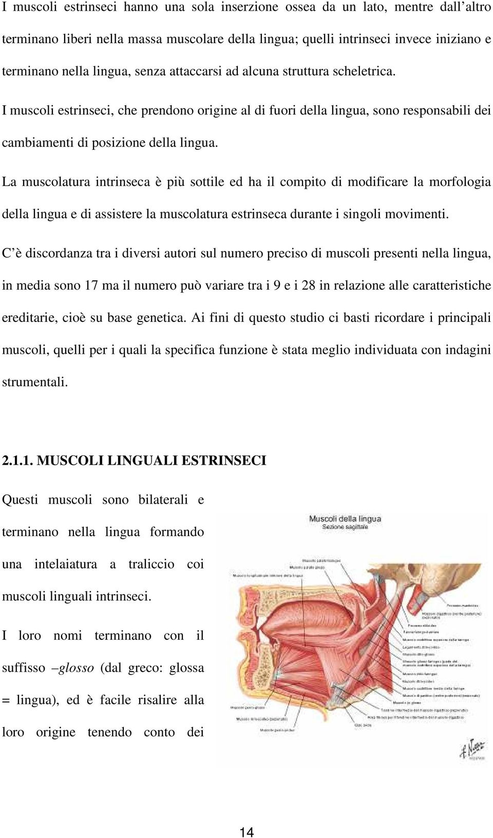 La muscolatura intrinseca è più sottile ed ha il compito di modificare la morfologia della lingua e di assistere la muscolatura estrinseca durante i singoli movimenti.