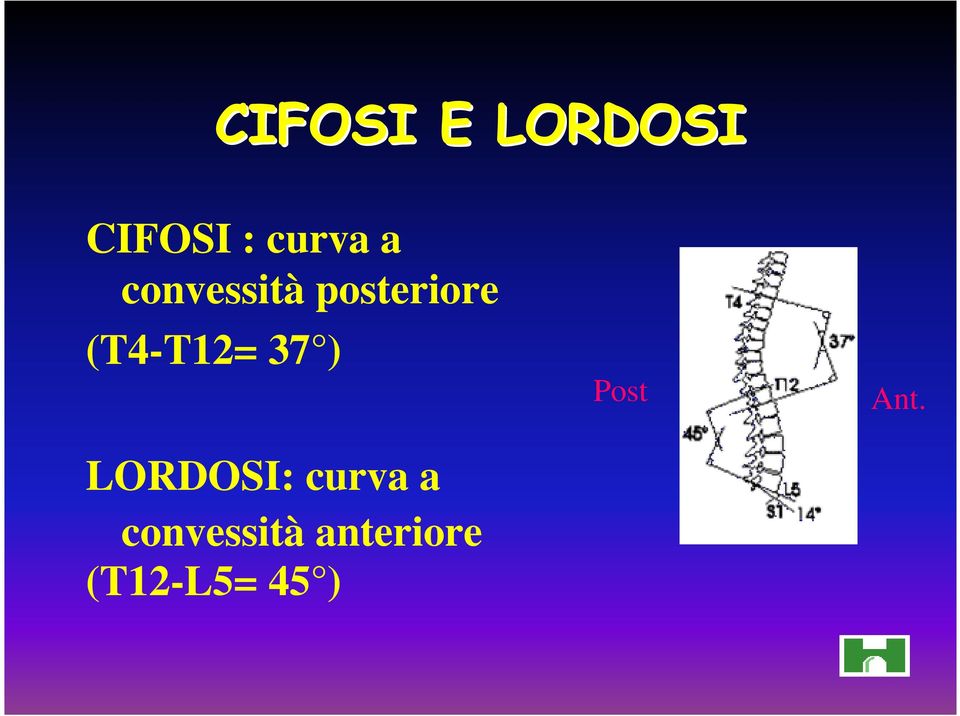 37 ) LORDOSI: curva a convessità