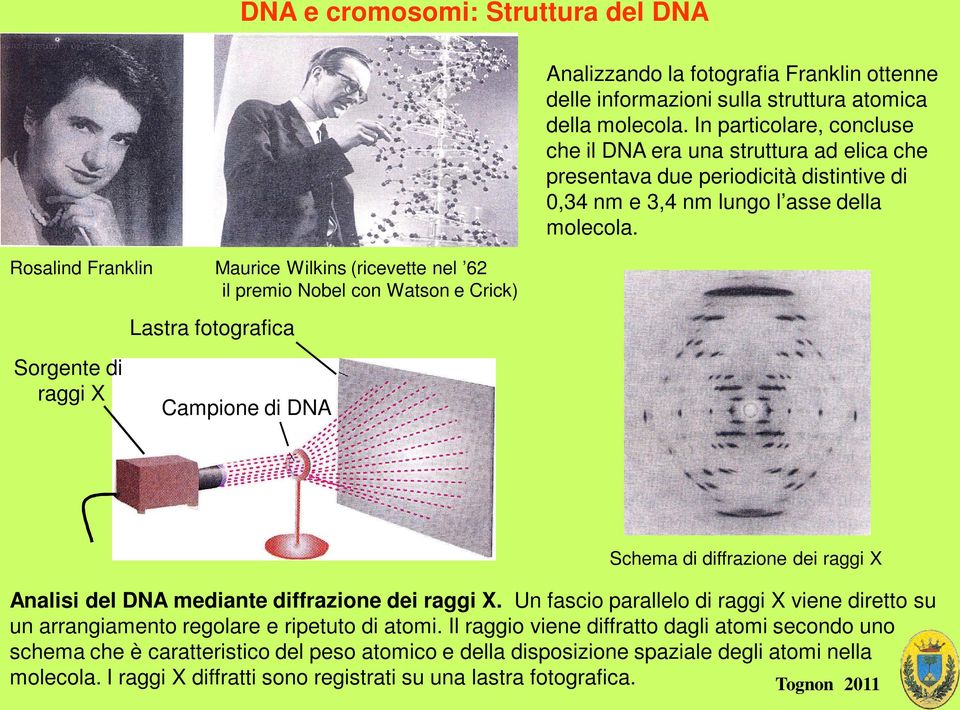 Rosalind Franklin Maurice Wilkins (ricevette nel 62 il premio Nobel con Watson e Crick) Lastra fotografica Sorgente di raggi X Campione di DNA Schema di diffrazione dei raggi X Analisi del DNA