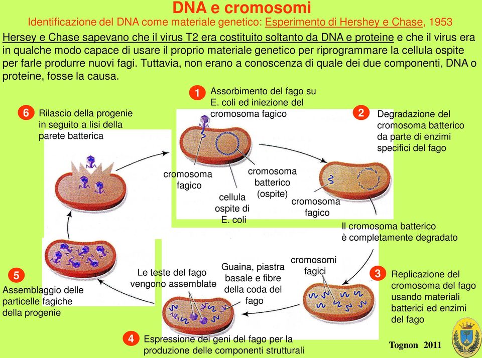 Tuttavia, non erano a conoscenza di quale dei due componenti, DNA o proteine, fosse la causa.