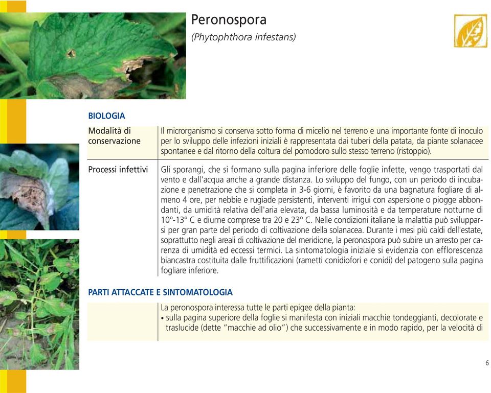 Gli sporangi, che si formano sulla pagina inferiore delle foglie infette, vengo trasportati dal vento e dall'acqua anche a grande distanza.