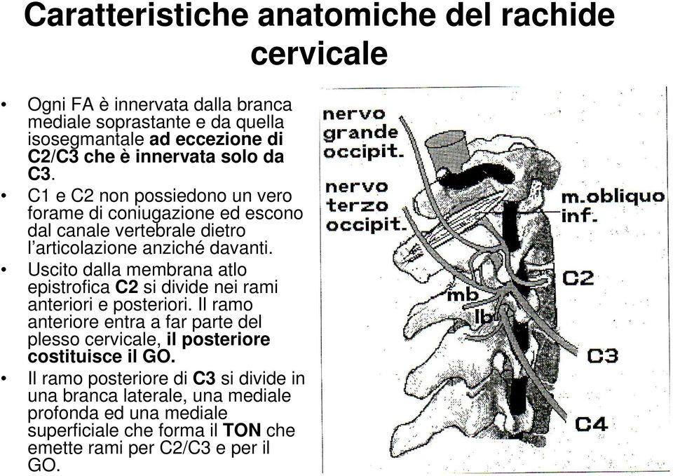 Uscito dalla membrana atlo epistrofica C2 si divide nei rami anteriori e posteriori.
