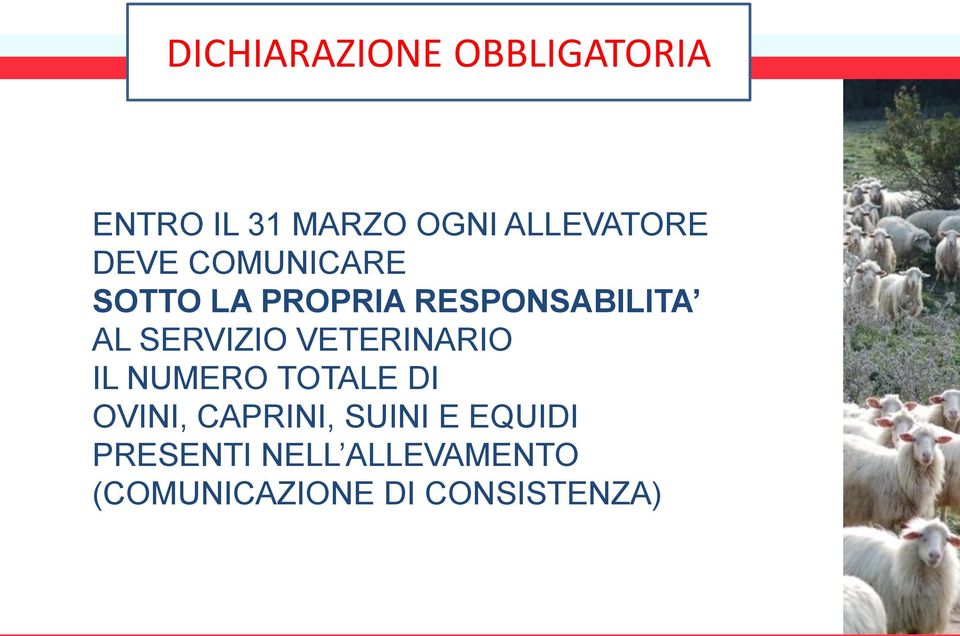 AL SERVIZIO VETERINARIO IL NUMERO TOTALE DI OVINI, CAPRINI,