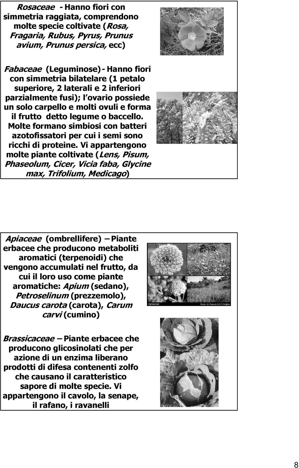 Molte formano simbiosi con batteri azotofissatori per cui i semi sono ricchi di proteine.