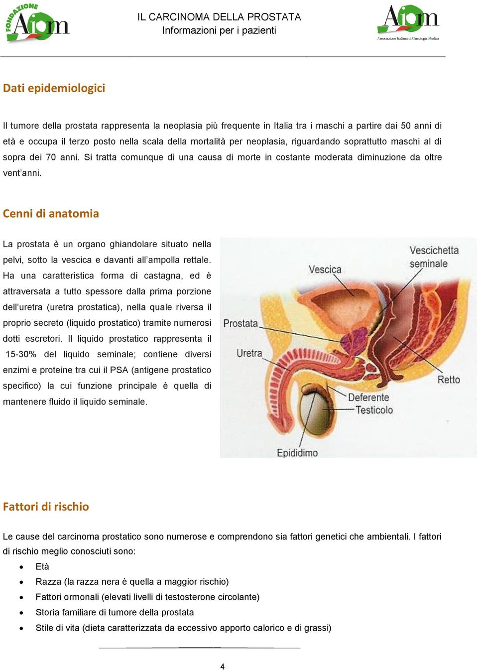 Cenni di anatomia La prostata è un organo ghiandolare situato nella pelvi, sotto la vescica e davanti all ampolla rettale.