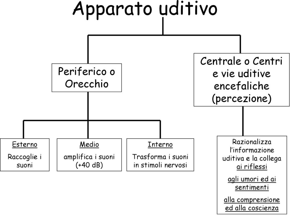 db) Interno Trasforma i suoni in stimoli nervosi Razionalizza l informazione