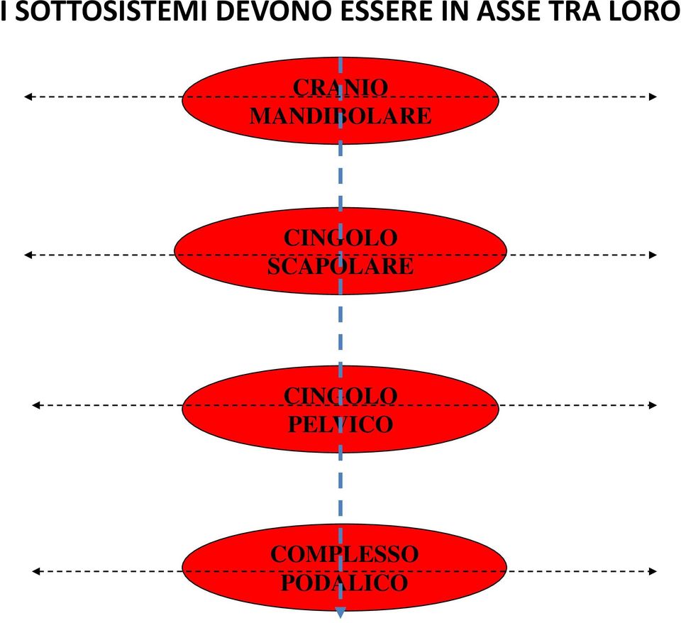 MANDIBOLARE CINGOLO SCAPOLARE