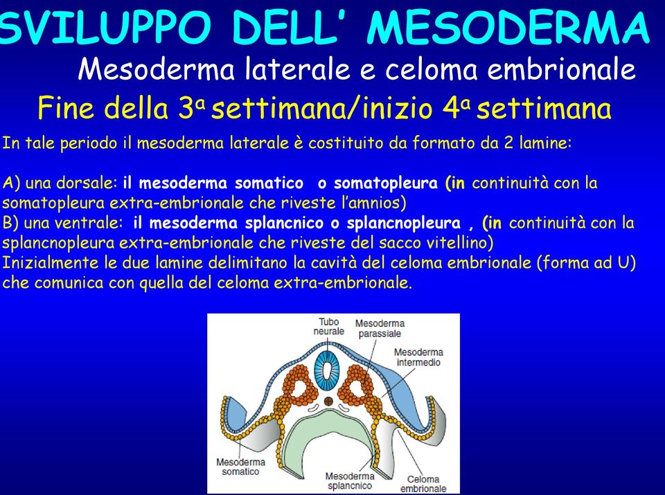 riveste l amnios) B) una ventrale: il mesoderma splancnico o splancnopleura, (in continuità con la splancnopleura extra-embrionale che riveste del