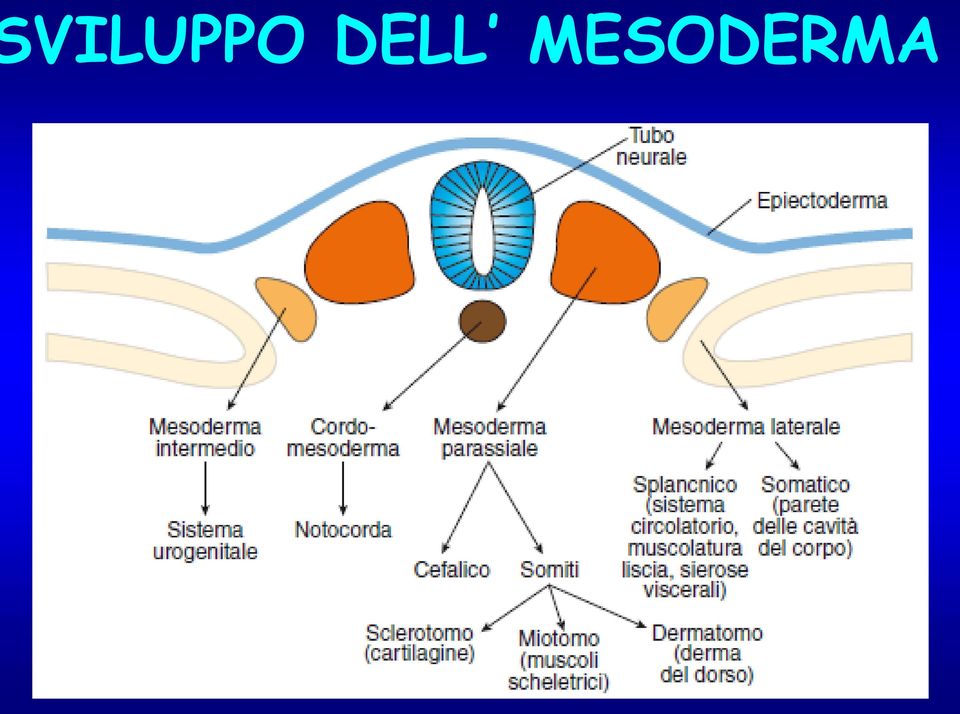 MESODERMA