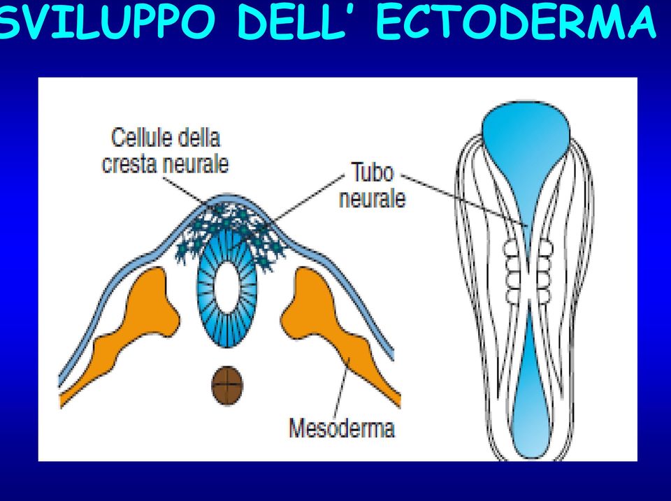 ECTODERMA