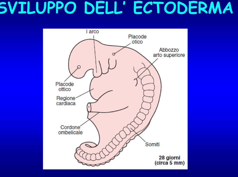 ECTODERMA