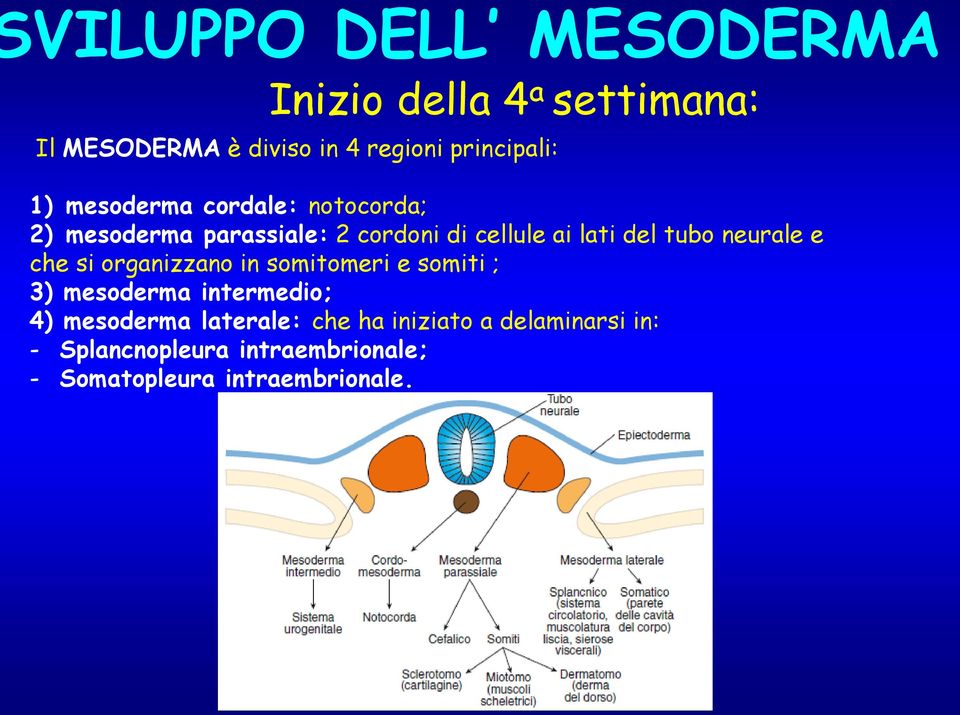 neurale e che si organizzano in somitomeri e somiti ; 3) mesoderma intermedio; 4) mesoderma