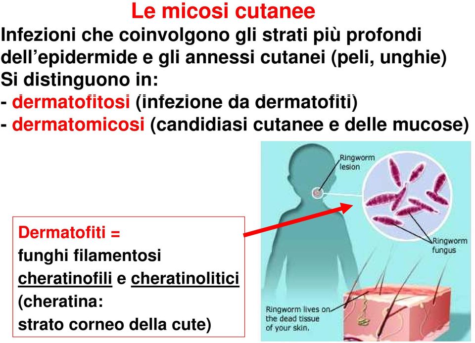 da dermatofiti) - dermatomicosi (candidiasi cutanee e delle mucose) Dermatofiti =