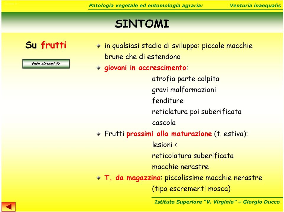 reticlatura poi suberificata cascola Frutti prossimi alla maturazione (t.