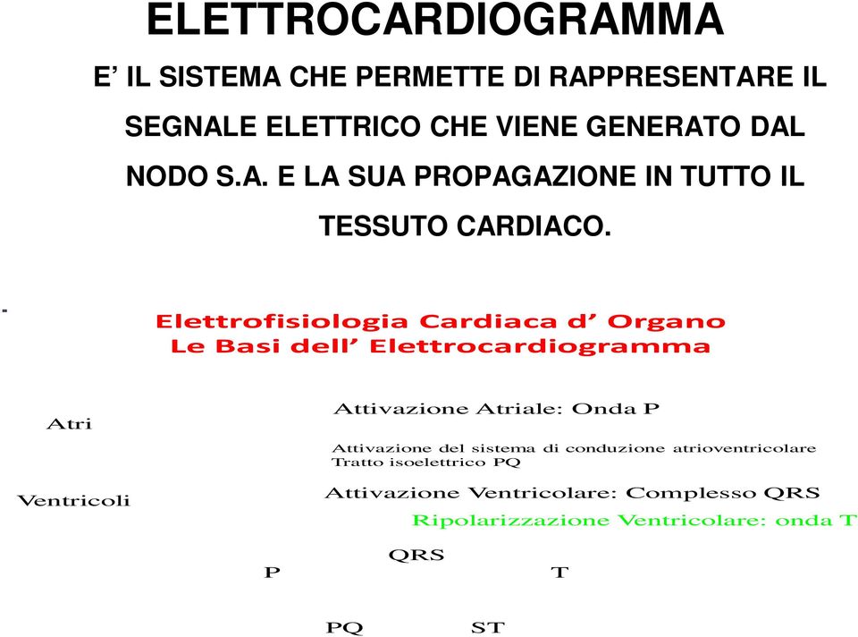 Elettrofisiologia Cardiaca d Organo Le Basi dell Elettrocardiogramma Atri Ventricoli Attivazione Atriale: Onda P