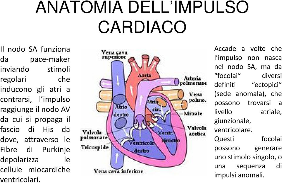 ventricolari.