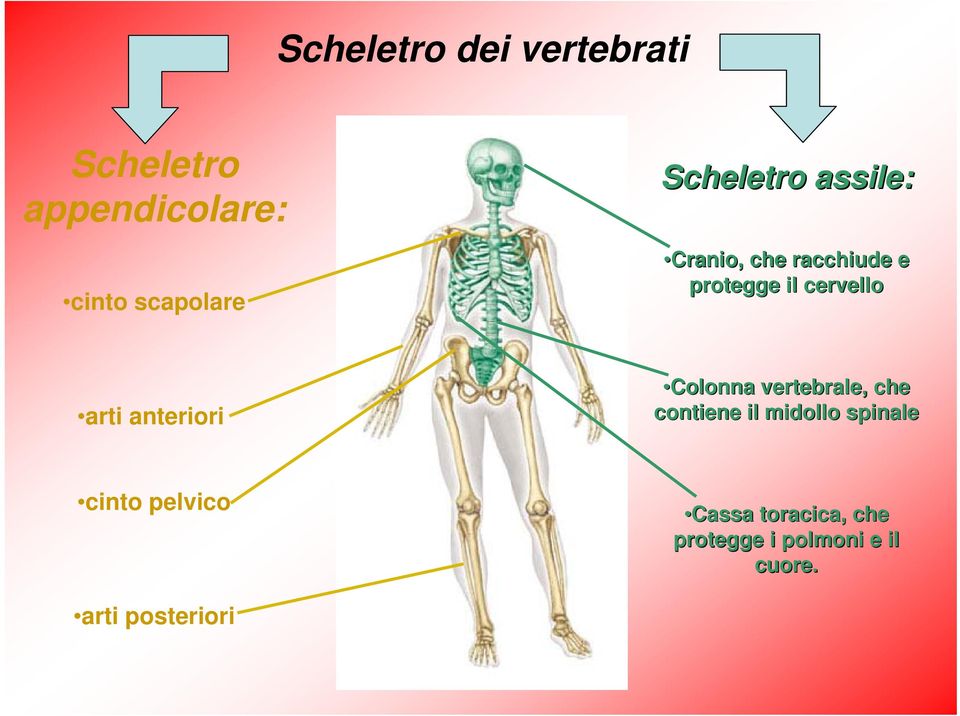anteriori Colonna vertebrale, che contiene il midollo spinale cinto