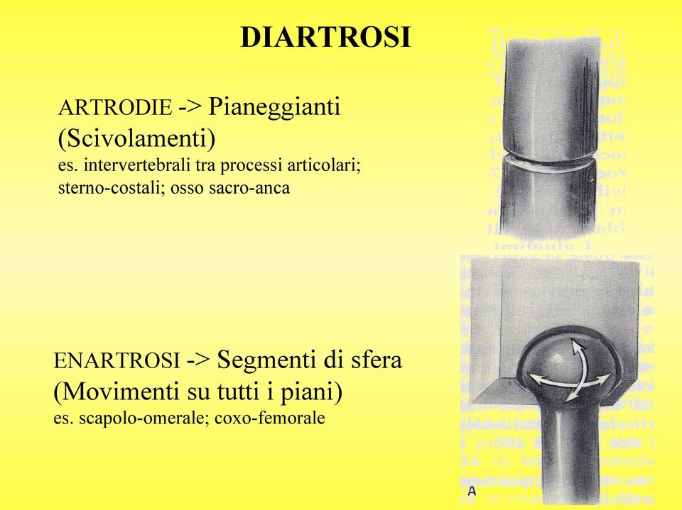 sterno-costali; osso sacro-anca ENARTROSI -> Segmenti