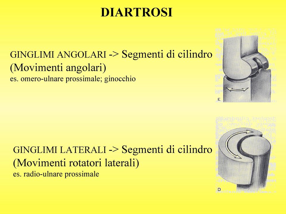 omero-ulnare prossimale; ginocchio GINGLIMI LATERALI