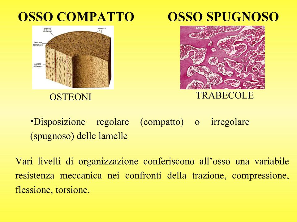 organizzazione conferiscono all osso una variabile resistenza