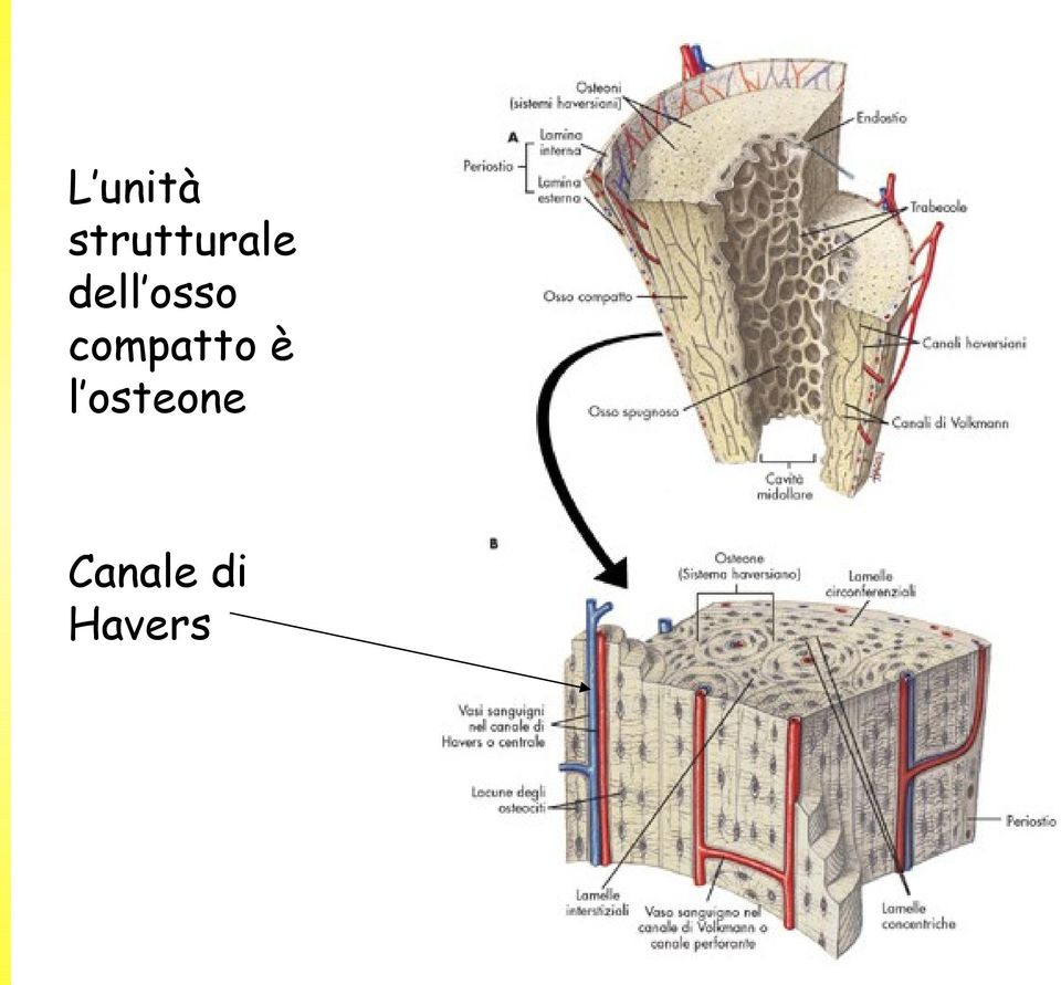 osso compatto è