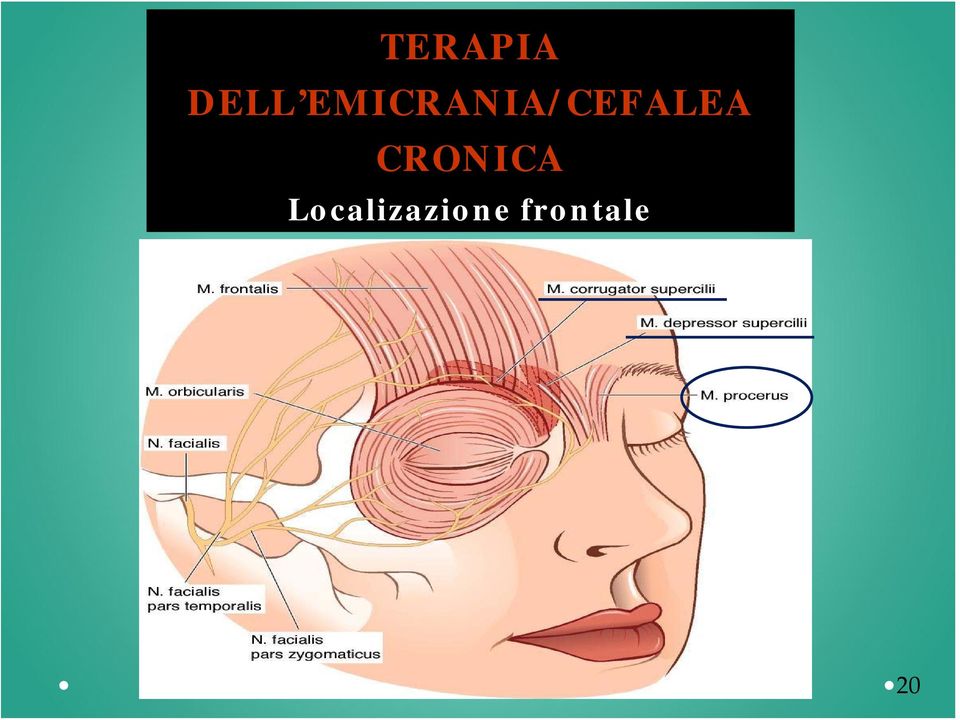 ANATOMIA CRONICA