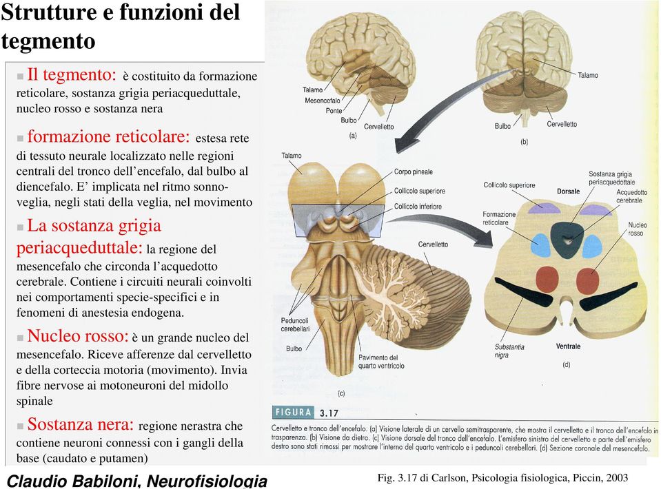 E implicata nel ritmo sonnoveglia, negli stati della veglia, nel movimento La sostanza grigia periacqueduttale: la regione del mesencefalo che circonda l acquedotto cerebrale.