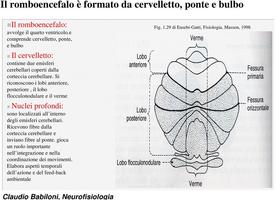 Si riconoscono i lobi anteriore, posteriore, il lobo flocculonodulare e il verme Nuclei profondi: sono localizzati all interno degli emisferi cerebellari.