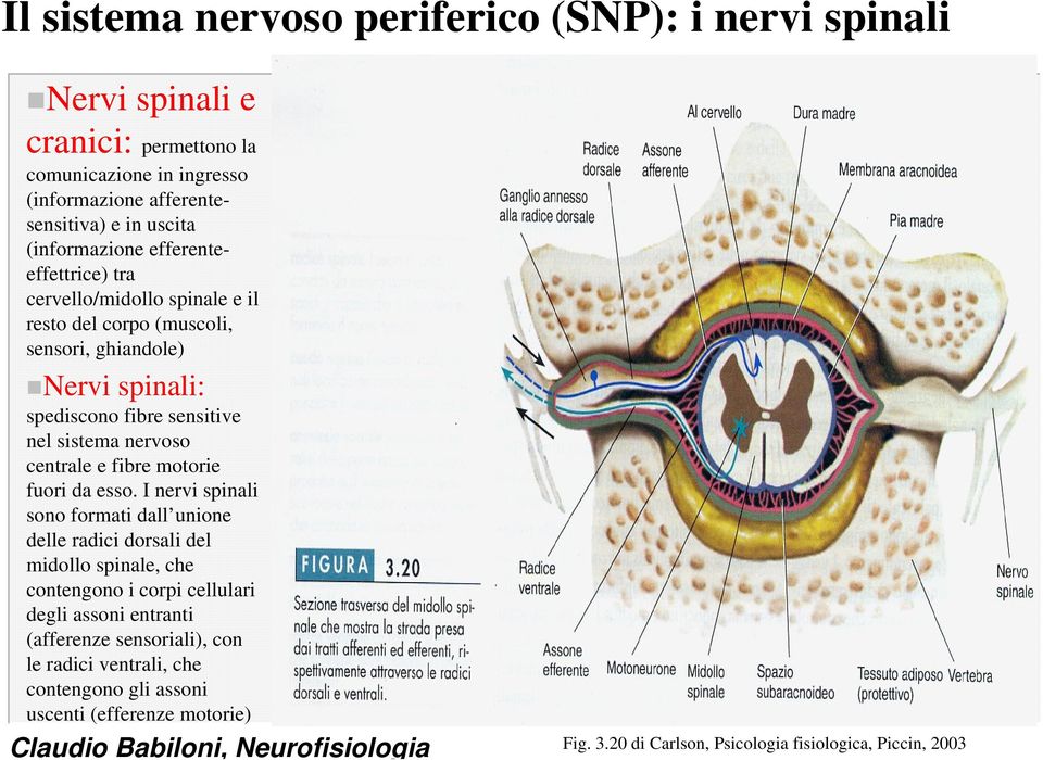 nervoso centrale e fibre motorie fuori da esso.