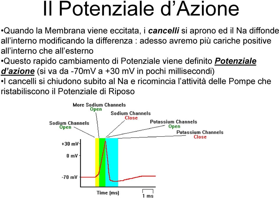 cambiamento di Potenziale viene definito Potenziale d azione (si va da -70mV a +30 mv in pochi millisecondi)