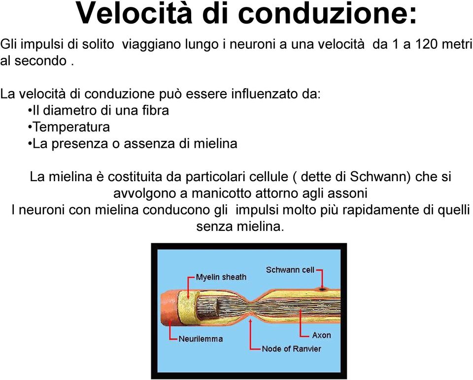 La velocità di conduzione può essere influenzato da: Il diametro di una fibra Temperatura La presenza o assenza