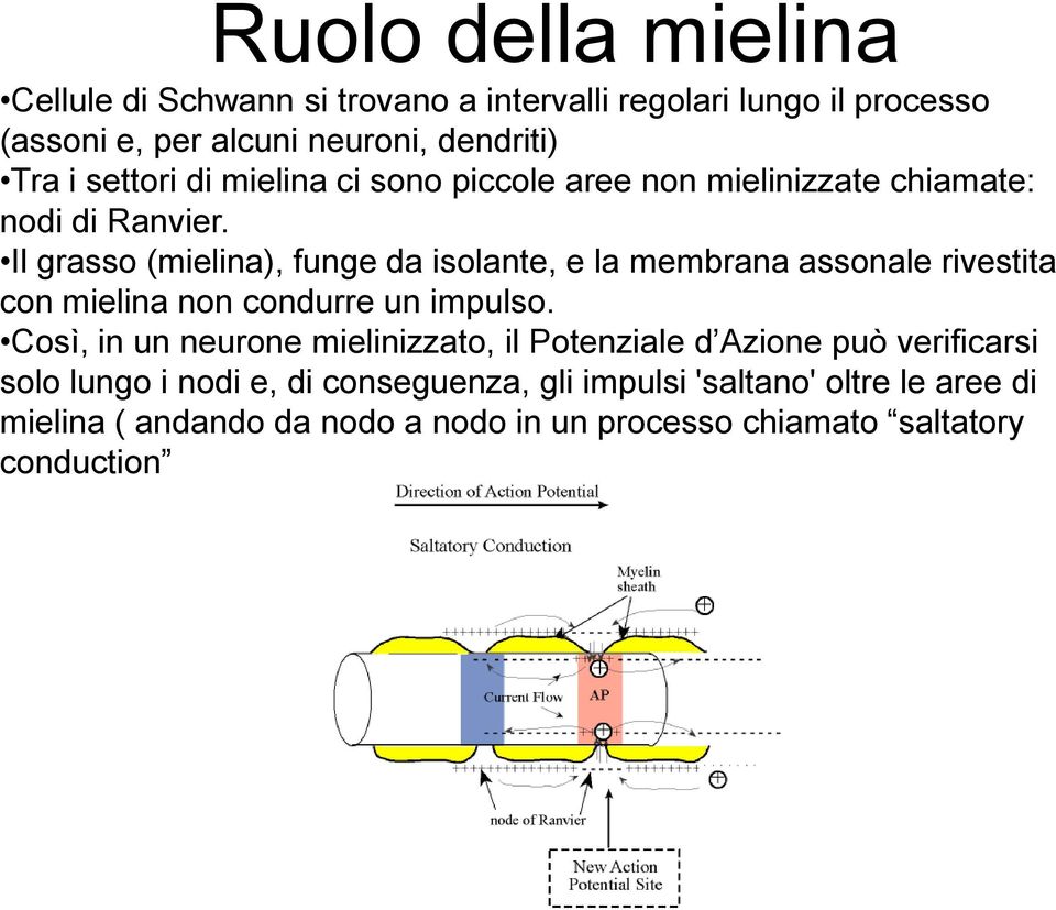 Il grasso (mielina), funge da isolante, e la membrana assonale rivestita con mielina non condurre un impulso.