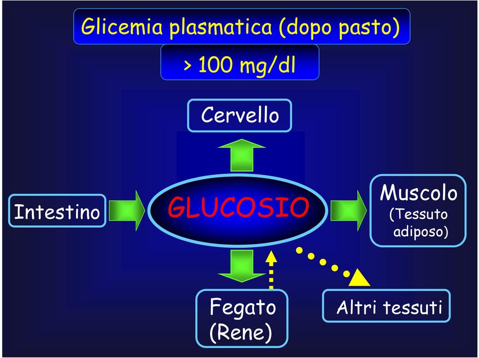 Intestino GLUCOSIO Muscolo