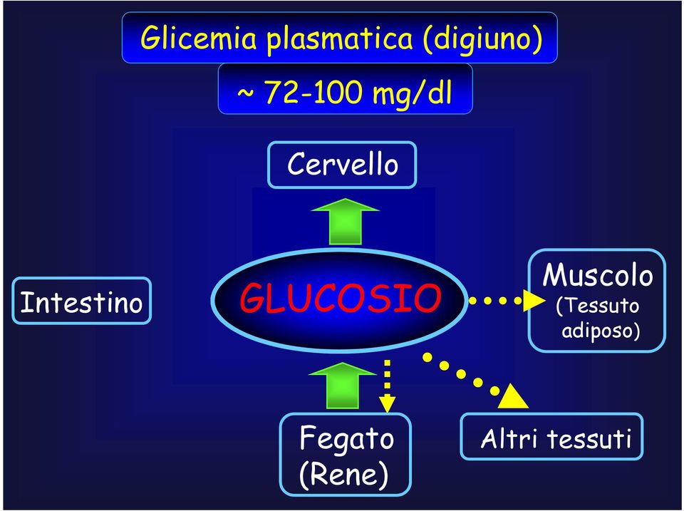 GLUCOSIO Muscolo (Tessuto
