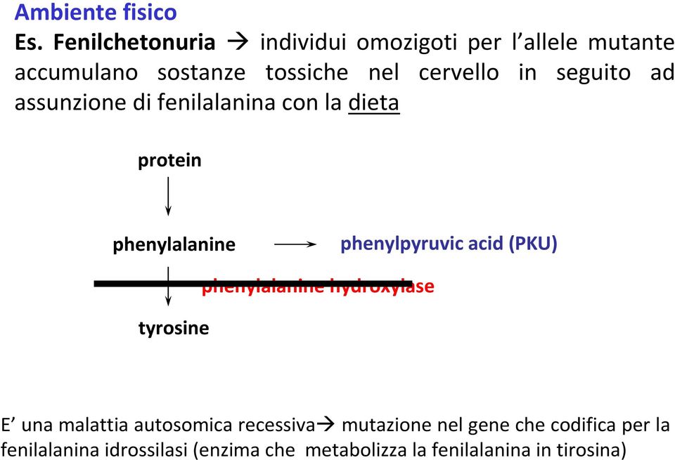 in seguito ad assunzione di fenilalanina con la dieta protein phenylalanine phenylpyruvic acid