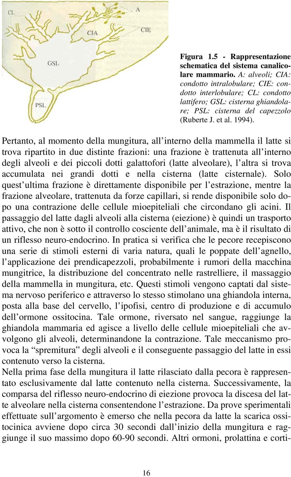 Pertanto, al momento della mungitura, all interno della mammella il latte si trova ripartito in due distinte frazioni: una frazione è trattenuta all interno degli alveoli e dei piccoli dotti