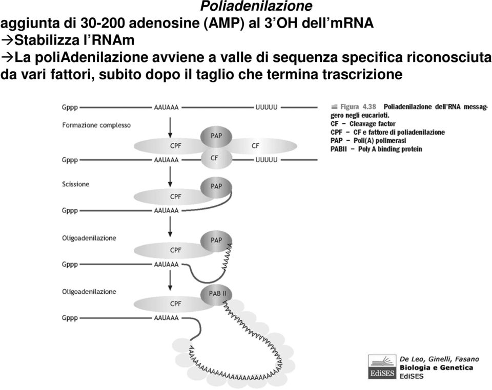 avviene a valle di sequenza specifica riconosciuta da