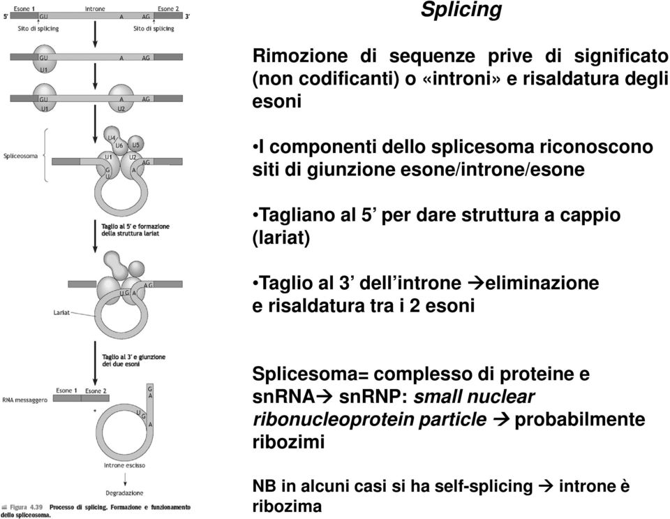 cappio (lariat) Taglio al 3 dell introne eliminazione e risaldatura tra i 2 esoni Splicesoma= complesso di proteine e