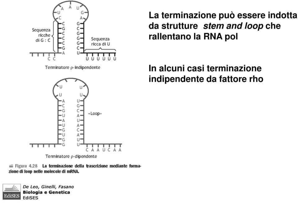 rallentano la RNA pol In alcuni