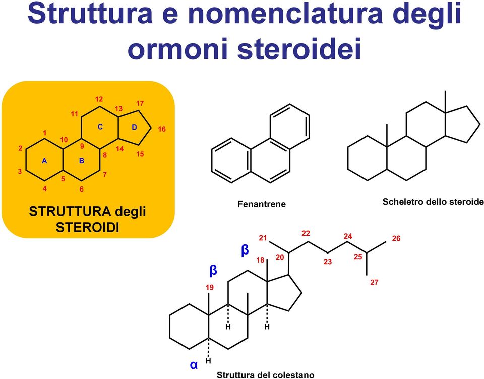 STRUTTURA degli STEROIDI β