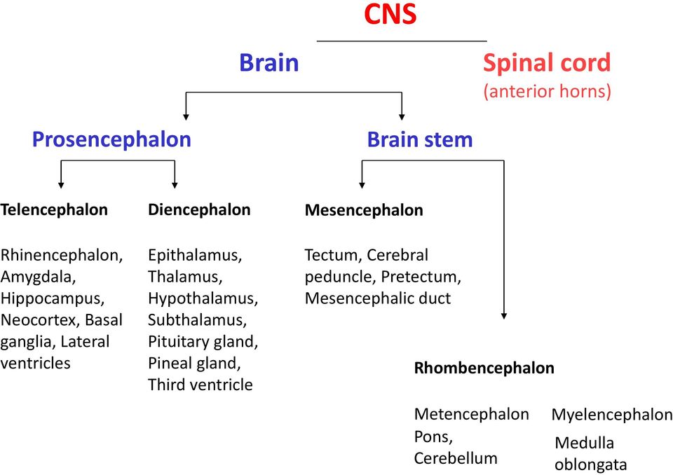 Thalamus, Hypothalamus, Subthalamus, Pituitary gland, Pineal gland, Third ventricle Tectum, Cerebral