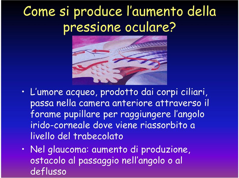 attraverso il forame pupillare per raggiungere l angolo irido-corneale dove viene