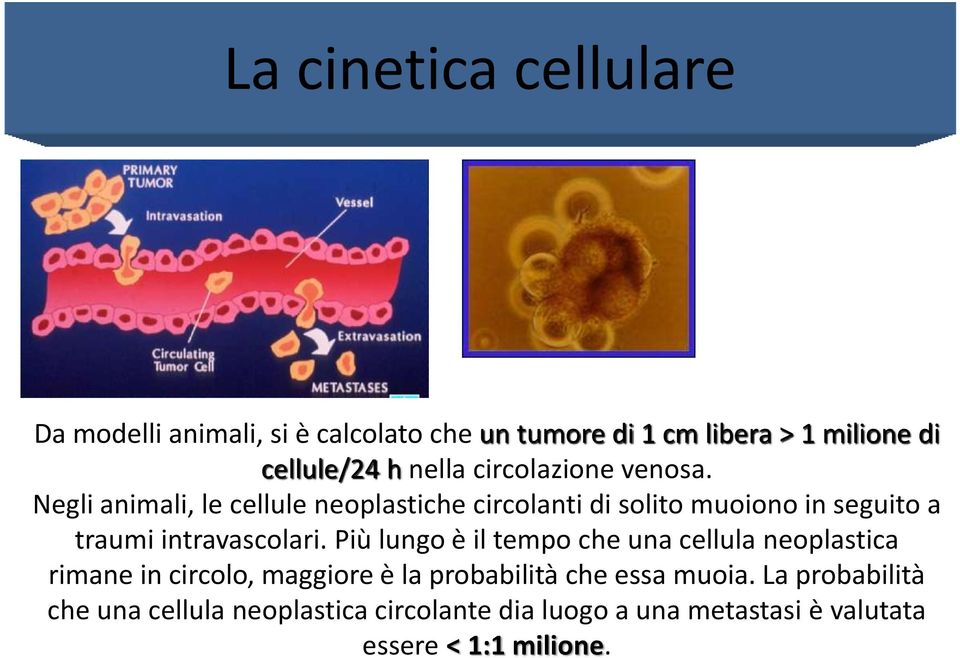 Negli animali, le cellule neoplastiche circolanti di solito muoiono in seguito a traumi intravascolari.