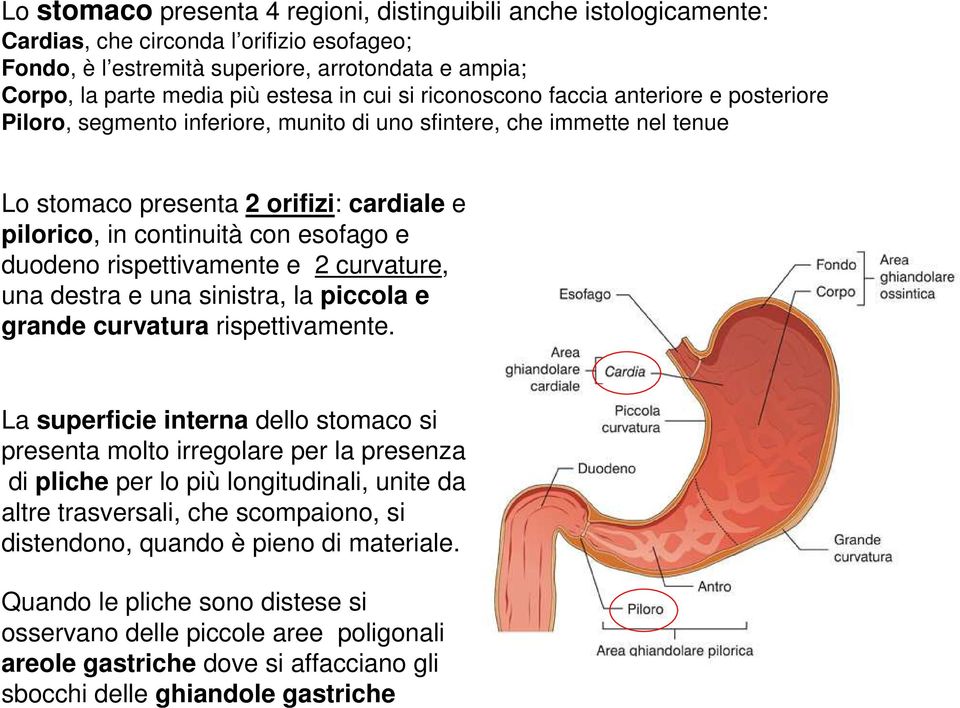 esofago e duodeno rispettivamente e 2 curvature, una destra e una sinistra, la piccola e grande curvatura rispettivamente.