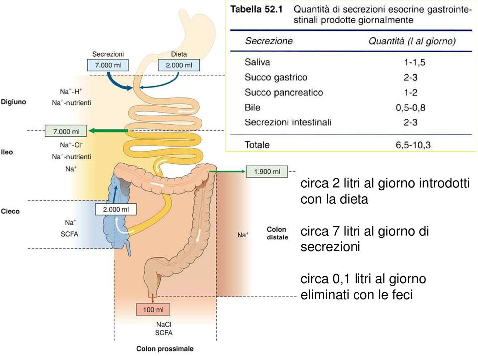 litri al giorno di secrezioni